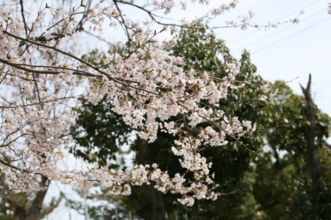 フォトショップで桜の彩度を変えてみる